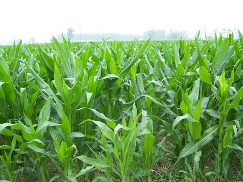 豐富的生物質(zhì)能源 豐富的生物質(zhì)能源