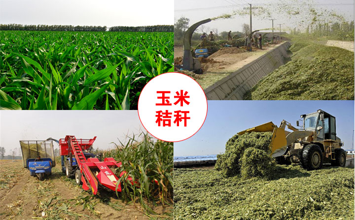 玉米秸稈 玉米秸稈