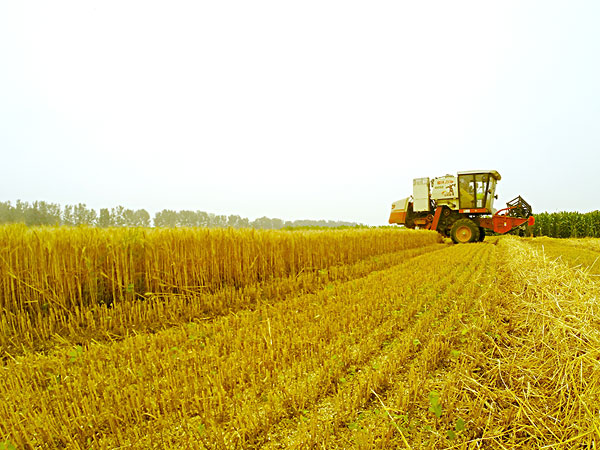 生物質資源豐富 生物質資源豐富