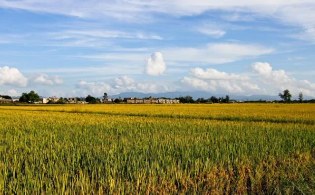 南陽農作物秸稈.jpg 南陽農作物秸稈.jpg